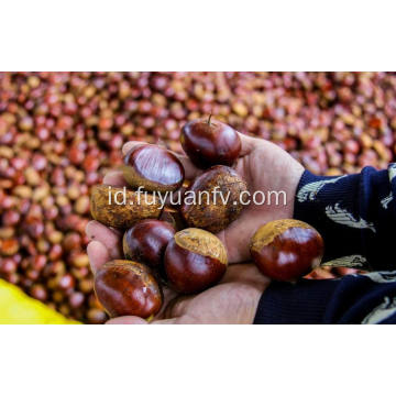 Chestnut segar kualitas terbaik